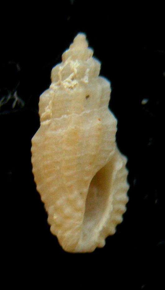 Mangelia stosiciana